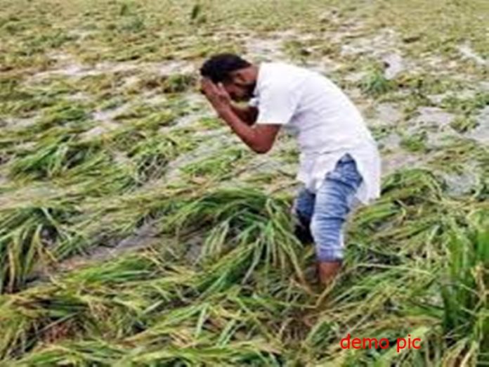 cropdemo