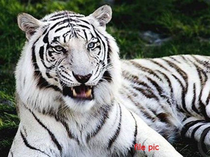 whitetiger_demo