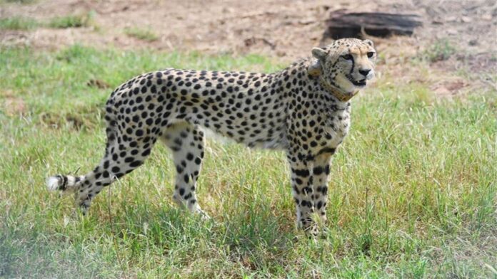 cheeta_mems