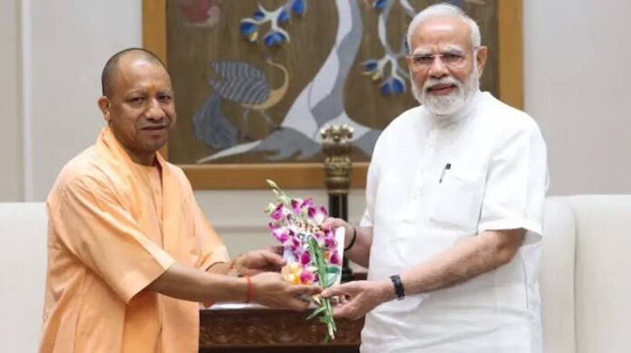yogi